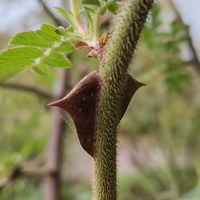 Rosa sericea subsp. omeiensis f. pteracantha dark-